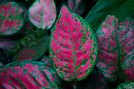 Colorful leaves with natural patterns on the leaves.の写真素材