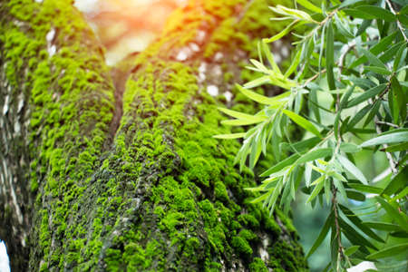 Green moss grows in moist trees. There is light in the green forestの写真素材