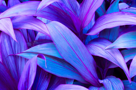 Natural violet leaves,tropical beautiful violet leaf, nature background for wallpaperの写真素材