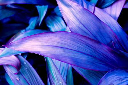 Dark blue leaf with water droplets on the leaves on a natural background for wallpaper.