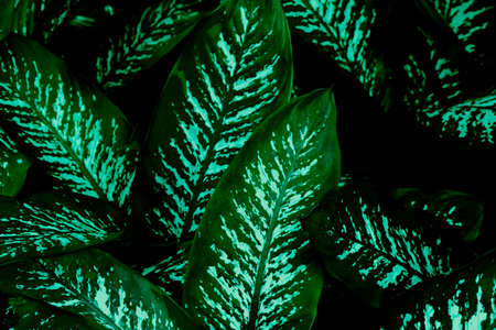 Pattern of leaves or green plants with close-up distance for natural background and wallpaper concept. tropical dark green leaf, large foliage, abstract green texture, nature background for wallpaperの写真素材