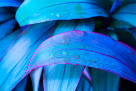Dark blue leaf with water droplets on the leaves on a natural background for wallpaper.の写真素材