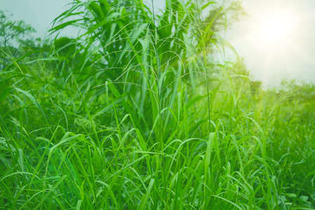 Green grass naturally occurs in the garden.の写真素材