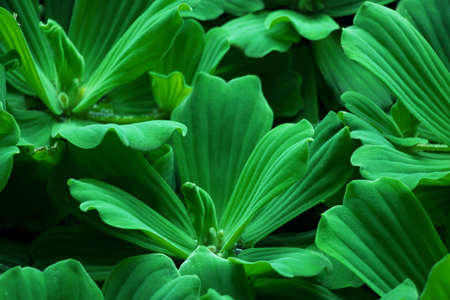 The dark green foliage plants that emerge in the water are known as the gravel in nature.の写真素材