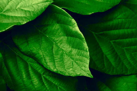 Pattern of leaves or green plants with close-up distance for natural background and wallpaper concept. tropical dark green leaf, large foliage, abstract green texture, nature background for wallpaperの写真素材