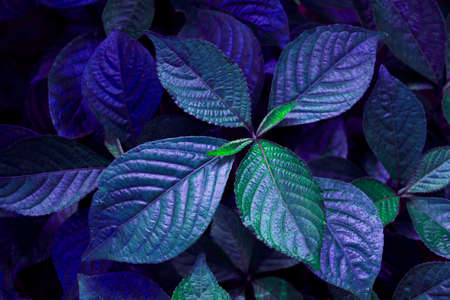 Pattern of leaves or green plants with close-up distance for natural background and wallpaper concept. tropical dark green leaf, large foliage, abstract green texture, nature background for wallpaperの写真素材