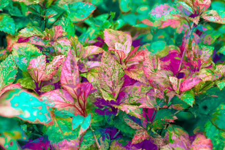 Pattern of leaves or green plants with close-up distance for natural background and wallpaper conceptの写真素材