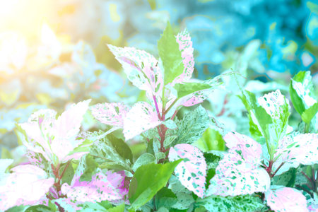 Pattern of leaves or green plants with close-up distance for natural background and wallpaper conceptの写真素材