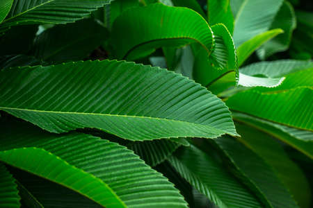 Natural dark green leaves Beautiful multi-pointed leaves arranged in an orderly manner. natural background for wallpaper.の写真素材