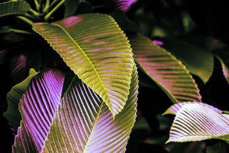 Natural dark green leaves Beautiful multi-pointed leaves arranged in an orderly manner. natural background for wallpaper.の写真素材