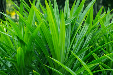 Natural dark green leaves Beautiful multi-pointed leaves arranged in an orderly manner. natural background for wallpaper.の写真素材