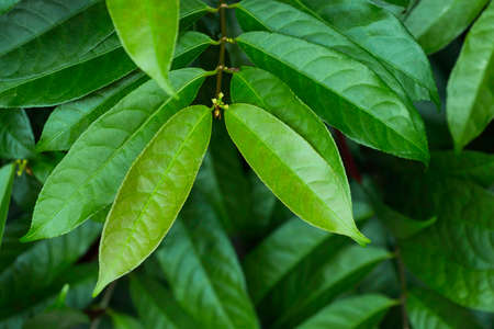 Natural dark green leaves Beautiful multi-pointed leaves arranged in an orderly manner. natural background for wallpaper.の写真素材