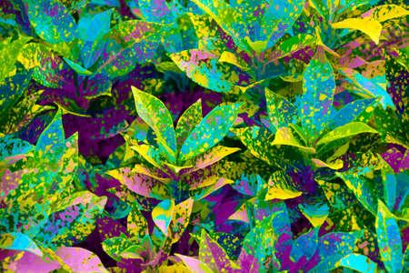 Natural dark green leaves Beautiful multi-pointed leaves arranged in an orderly manner. natural background for wallpaper.の写真素材