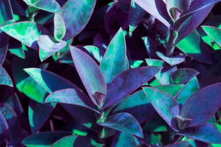 Natural dark green leaves Beautiful multi-pointed leaves arranged in an orderly manner. natural background for wallpaper.の写真素材
