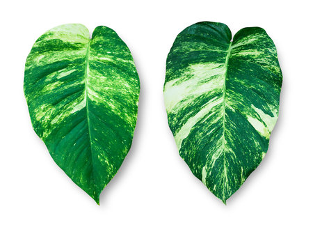 abstract dark green leaf texture, white background, tropical leafの写真素材