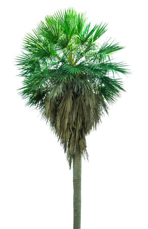 Palm tree. Tropical forest natural, green pattern and white background.の写真素材