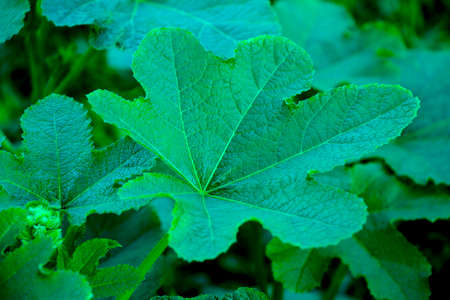 Dark green leaf background. tropical dark green leaf, abstract green texture, nature background for wallpaperの写真素材