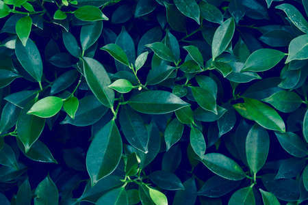 tropical leaves, abstract green leaves texture, nature background for wallpaperの写真素材
