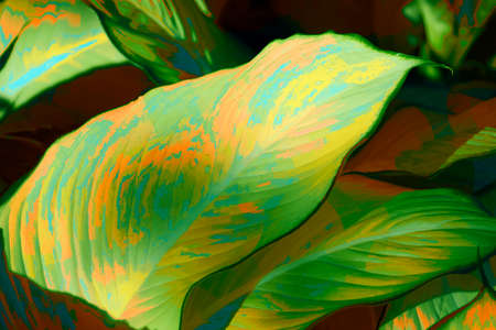 Pattern of colorful leaves or green plants with close-up distance for natural background and wallpaper conceptの写真素材