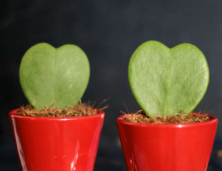 valentine's dayの写真素材