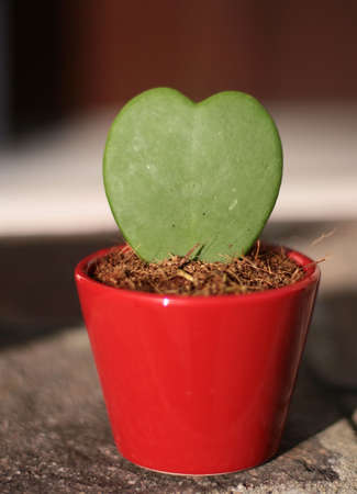 valentine's dayの写真素材