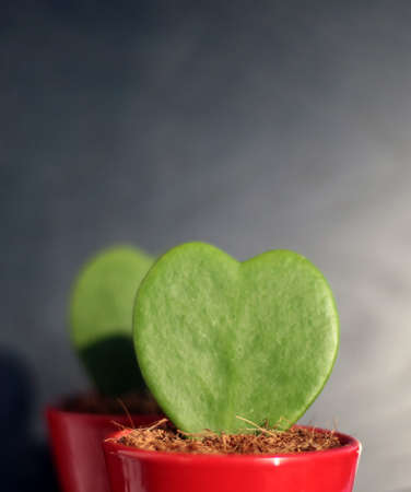 valentine's dayの写真素材