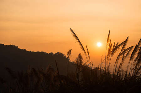 Sun set over hill and grass flowersの写真素材