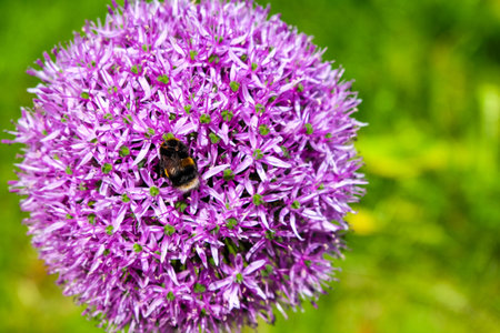 Purple allium with a big bee