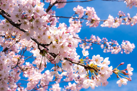 Pink and white cherry blossom with blue sky