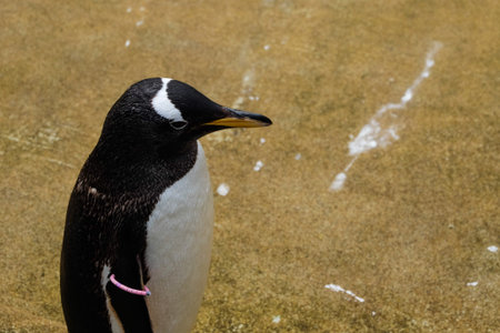 The penguin in the zooの写真素材