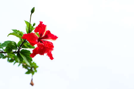 Red flower Chaba in white backgroundの写真素材