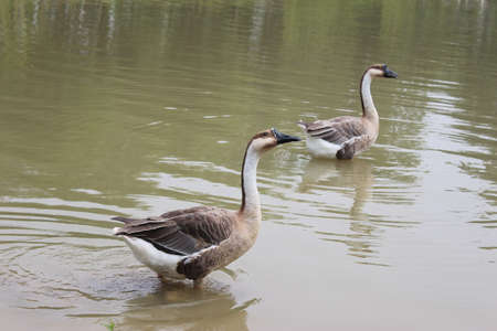 gooseの写真素材