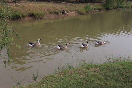 gooseの写真素材