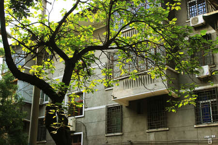 Tree at streetのeditorial素材