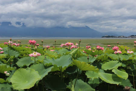 Lotusの写真素材