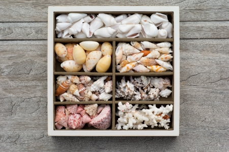 Composition of sea shellsの写真素材
