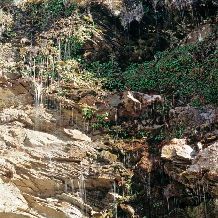 Rocks and foliage, Ushuaia Argentinaの写真素材