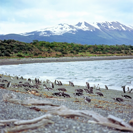 Magellanic penguins  Spheniscus magellanicus , Penguin Island, Beagle Channel, Ushuaia, Argentinaの写真素材
