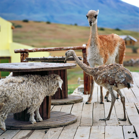El Calafate, Santa Cruz province, Argentinaの写真素材