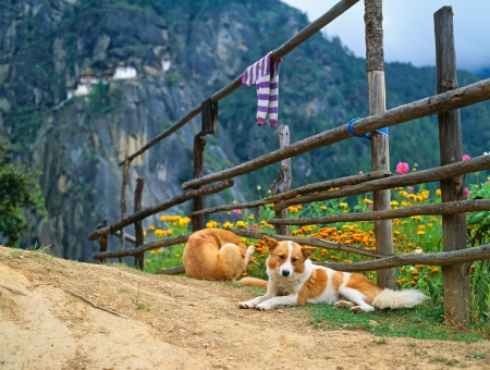 Himalaya, Tibet, Bhutan, Paro Taktsan, Taktsang Palphug Monastery  also known as The Tigerの写真素材