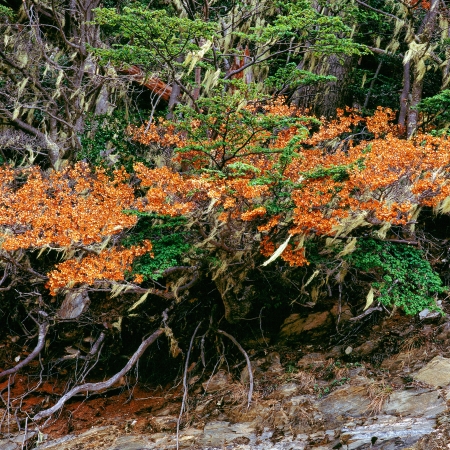 Shrubs and roots, Ushuaia Argentinaの写真素材