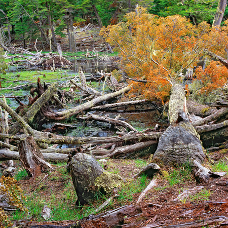 Tierra del Fuego National Park, Argentinaの写真素材