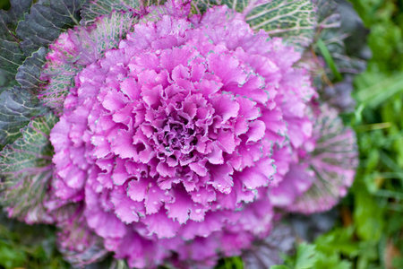 Ornamental cabbageの写真素材