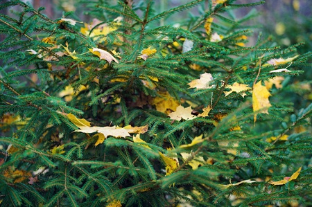 Yellow maple leaves on green spruceの写真素材