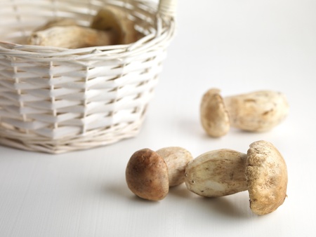 Boletus mushrooms on the tableの写真素材
