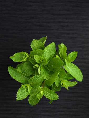 Fresh Mint Leaves on a dark backgroundの写真素材