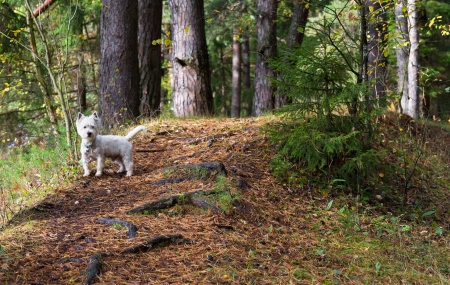 West Highland terrier in forest, portraitの写真素材