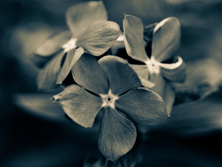 Tropical flowers, close upの写真素材