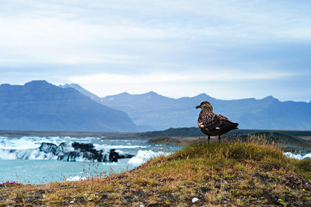 Jokulsarlon (literally glacial river lagoon) is a large glacial lake in southeast Icelandの写真素材