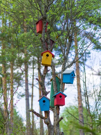 Birds colored houses on the treeの写真素材